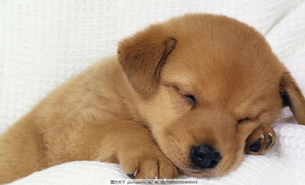 猫咪眼睛红红的有眼屎——揭开宠物护理的秘密